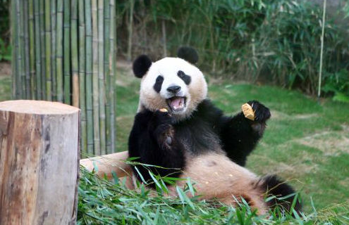Korean media: Korean Chinese Panda popularity Wang visited the number of broken million
