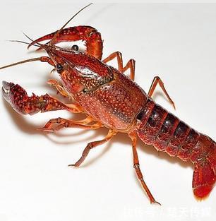 国家重点研发计划的