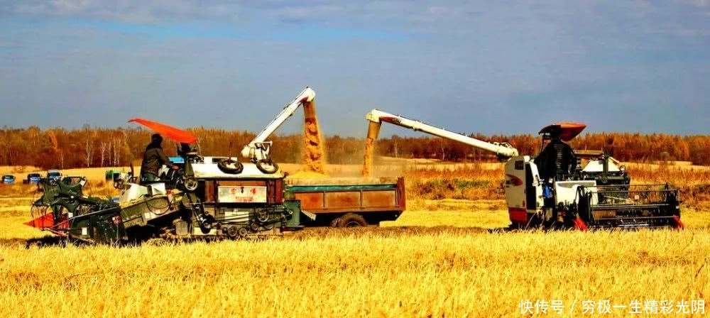 黑土地牌金奖大米