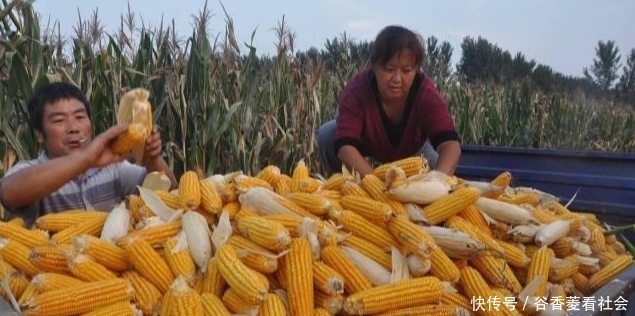 玉米现在什么价格了