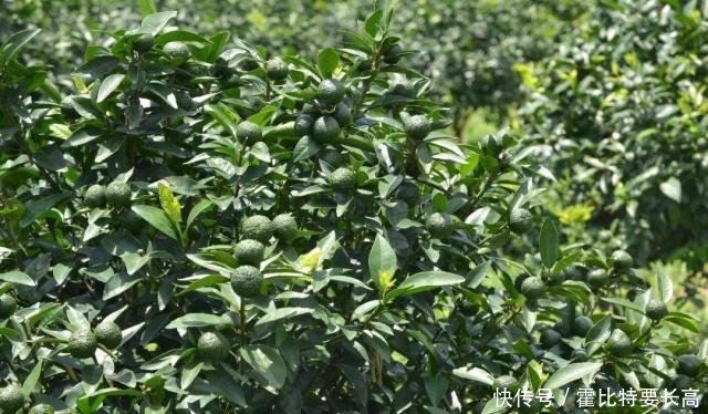 做以下工作汇报