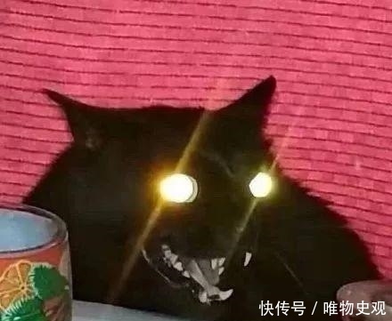 朱广权跨年网络