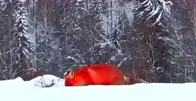 大兴安岭出现火狐