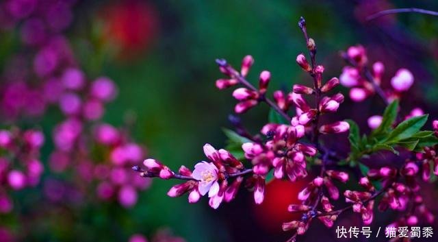 没有没有的句子