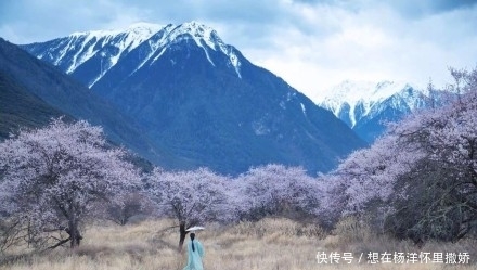 李子柒的签约公司