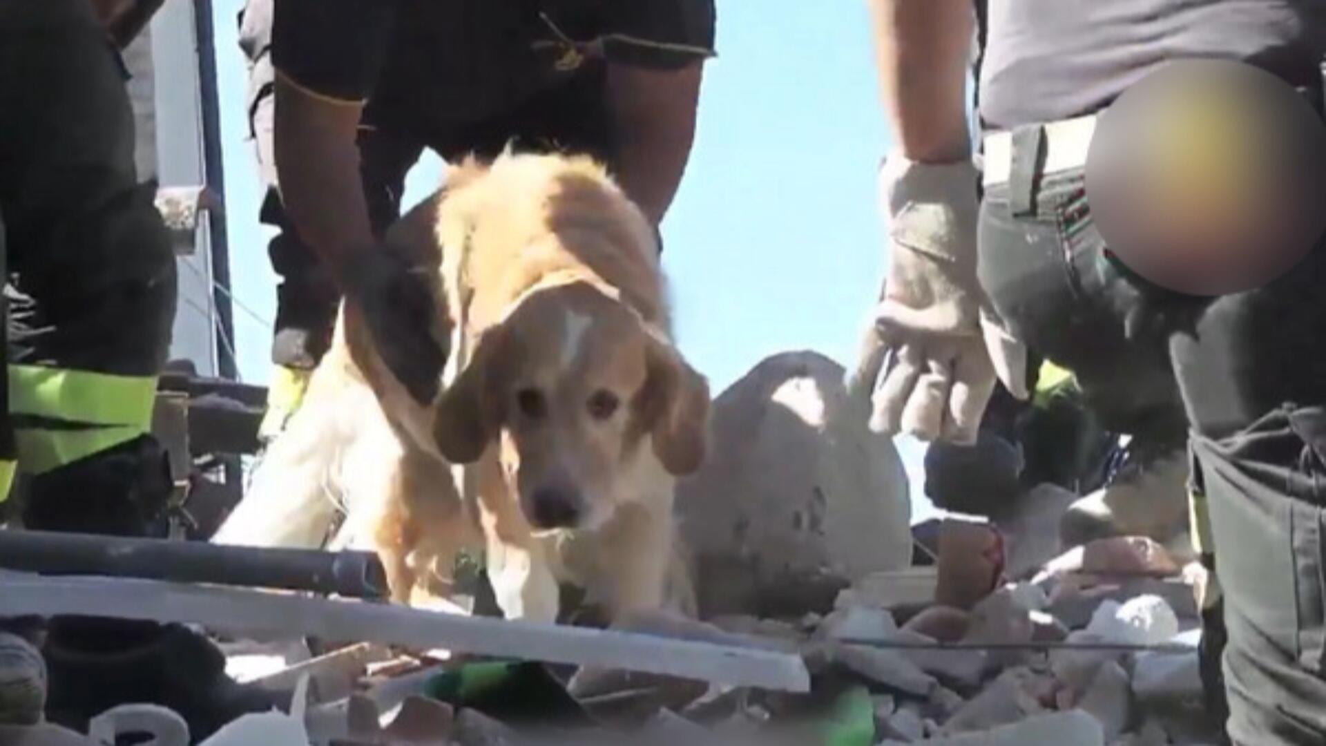 Italy earthquake reconstruction miracle hound survived 9 days later
