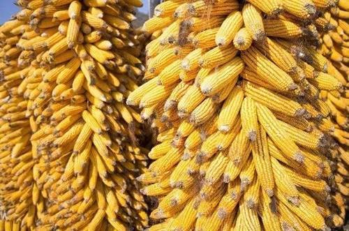 锌什么价格走势