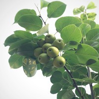 这款手机售价不足苹果7P的零头, 玩王者荣耀却