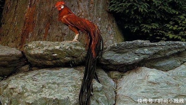 羽毛什么的羽毛