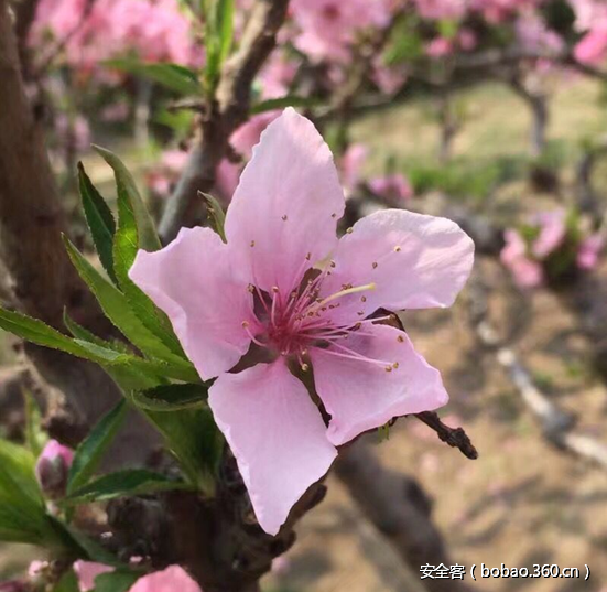 t0115a1b8c2db8ae38a.png http://p6.qhimg.com/t0115a1b8c2db8ae38a.png